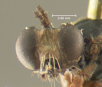 Media type: image;   Entomology 10036 Aspect: head frontal view